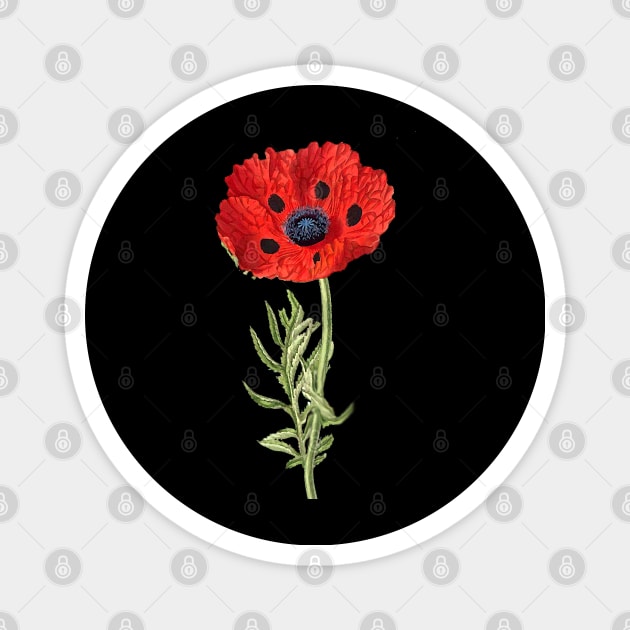 RED POPPY IN BLACK Magnet by BulganLumini